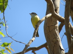 Microeca flavigaster