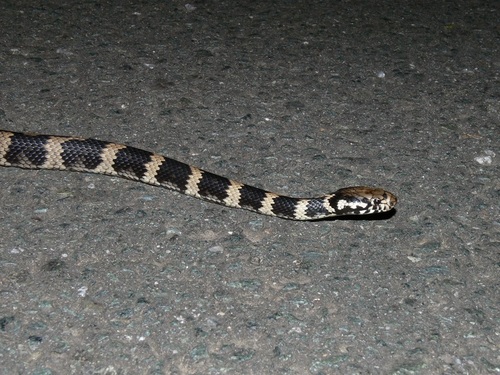 Stephen's Banded Snake