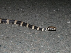 Stephen's Banded Snake photo 2
