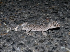 Uvidicolus sphyrurus