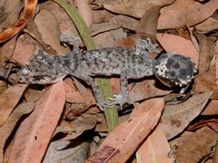 Uvidicolus sphyrurus