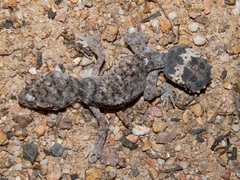 Uvidicolus sphyrurus
