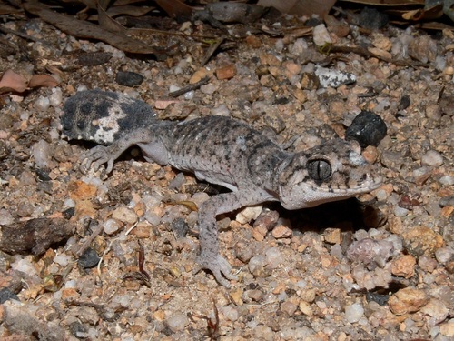 Border Thick-tailed Gecko, Uvidicolus sphyrurus