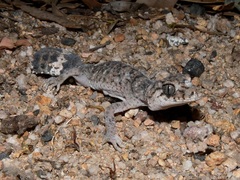 Uvidicolus sphyrurus