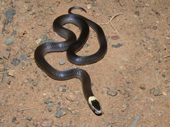 Cacophis harriettae