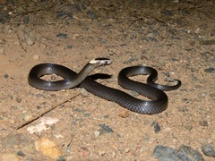 Cacophis harriettae