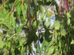 Microeca flavigaster