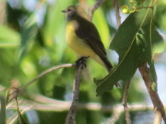 Microeca flavigaster