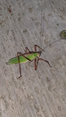 Shirakisotima japonica