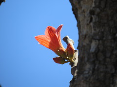 Brachychiton paradoxus
