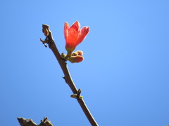 Brachychiton paradoxus