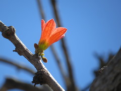 Brachychiton paradoxus