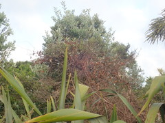 Metrosideros excelsa