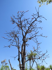 Brachychiton paradoxus