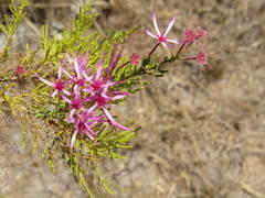 Calytrix exstipulata