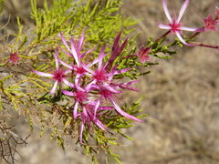 Calytrix exstipulata