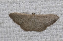Scopula sublinearia