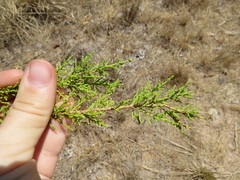 Calytrix exstipulata