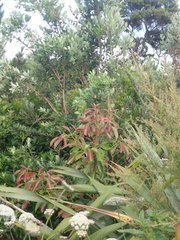 Metrosideros excelsa