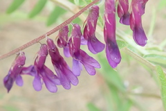 Vicia eriocarpa