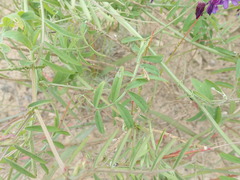 Vicia eriocarpa