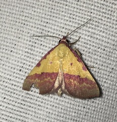 Phytometra rhodarialis