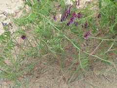 Vicia eriocarpa