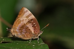 Arhopala micale