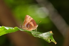 Arhopala micale