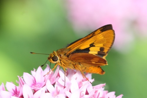 Orange Palm Dart photo 3