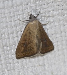 Rhapsa suscitatalis