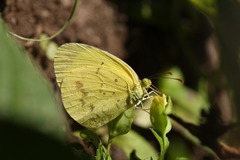Eurema alitha