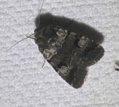 Thoracolopha flexirena