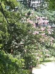 Angiospermae