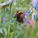Belted Bumble Bee - Photo (c) Joan Díaz Calafat, some rights reserved (CC BY-NC-ND), uploaded by Joan Díaz Calafat