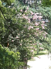 Angiospermae
