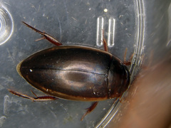 Ilybius fuliginosus