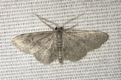 Idaea violacearia