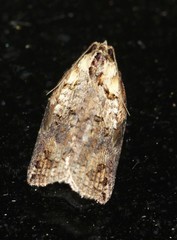 Cryptoptila australana