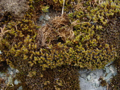 Syntrichia ruraliformis