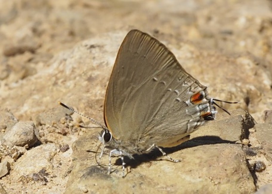 Gargina panchaea