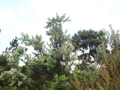 Metrosideros excelsa