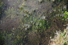 Subularia monticola image