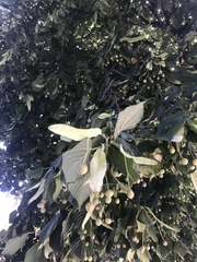 Tilia cordata
