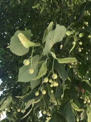 Tilia cordata