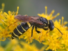 Philanthus solivagus