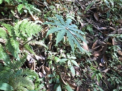 Paris polyphylla stenophylla