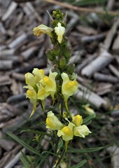 Linaria vulgaris