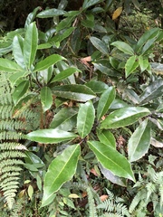 Helicia rengetiensis