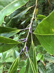 Helicia rengetiensis